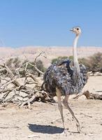 fêmea de avestruz africano (struthio camelus) foto
