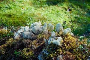 musgo líquen cladonia, natureza severa do norte foto