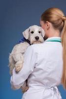 lindo veterinário feminino segurando cachorro fofo