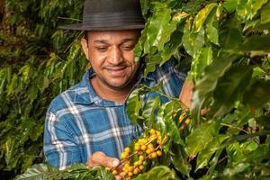 homem sorridente colhendo grãos de café em um dia ensolarado. agricultor de café está colhendo bagas de café. brasil foto