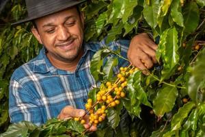 homem sorridente colhendo grãos de café em um dia ensolarado. agricultor de café está colhendo bagas de café. brasil foto
