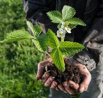 agricultor segurando a planta jovem verde