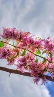 flores de buganvília com fundo de céu claro foto