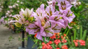 flores de buganvília no jardim de flores foto