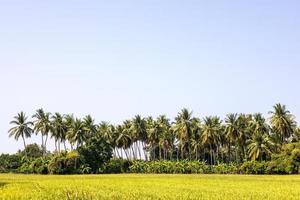o cenário de fileiras de coqueiros crescendo bem acima das plantações de banana. foto