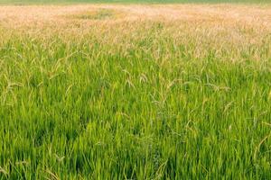 belas ervas daninhas em campos de arroz. foto