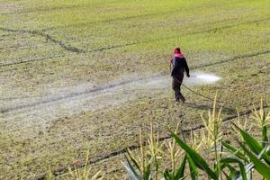 agricultor pulverizando pesticidas nos campos de arroz. foto