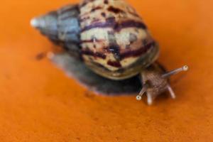 caracol rastejando no chão foto