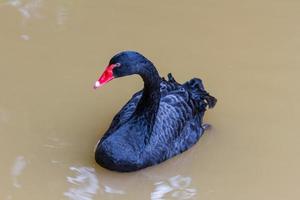 cisne negro nadando no zoológico foto