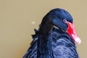 cisne negro nadando no zoológico foto