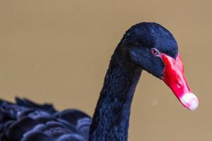 cisne negro nadando no zoológico foto