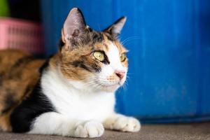 close-up de um gato tailandês tricolor agachado perto de um balde de plástico azul. foto