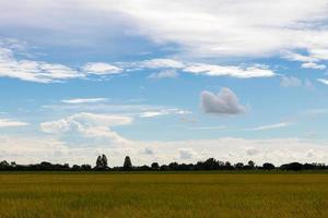 campo de arroz amarelo com céu nublado. foto