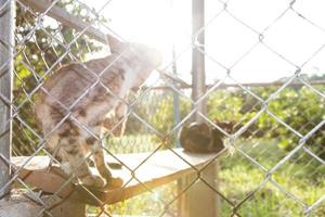 gatos são iluminados em uma gaiola. foto