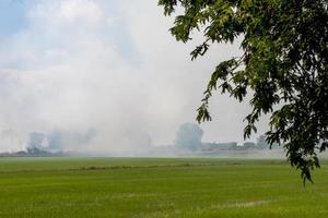 fume sobre campos de arroz com folhas verdes. foto
