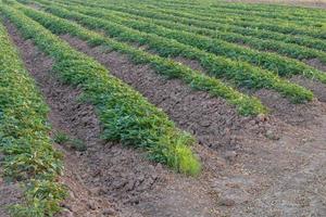 plantações de inhame em linha da tailândia rural. foto