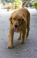 cachorro marrom velho, labrador. foto