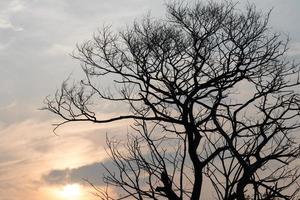 árvore morta com luz solar. foto