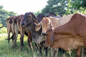 a vaca preta é diferente no rebanho marrom. foto