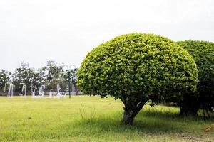 vista de baixo ângulo, bonsai, árvores esféricas e arbustos de folhas verdes lindamente podadas. foto