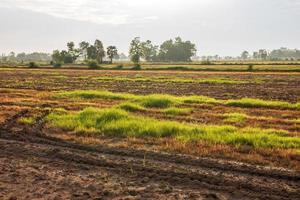 muitas ervas daninhas no chão nos campos de arroz. foto