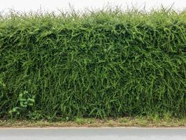 fundo de parede de cerca de arbusto verde ao lado da estrada pavimentada. foto