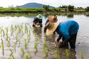 agricultores que plantam arroz.