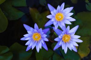 uma vista de perto de cima de um lótus roxo com estames amarelos florescendo lindamente. foto