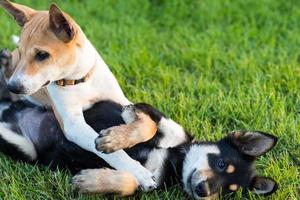 dois cães brincando na grama. foto