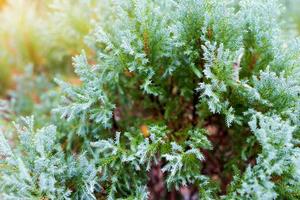 arborvitae oriental chinês. foto