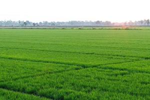 vista de campo de arroz, folhas verdes frescas ao amanhecer. foto