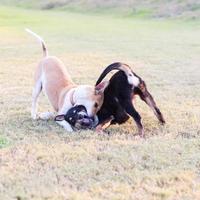 dois cães brincando na grama. foto