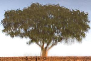 árvore abstrata na reflexão da água. foto
