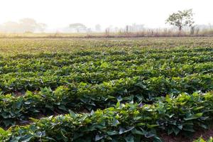 jardim de batata-doce na tailândia. foto