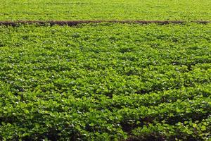 culturas de feijão verde nos campos. foto