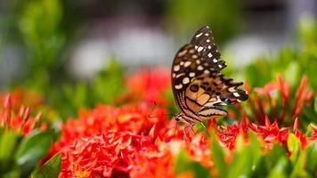 borboleta com espiga de flor vermelha.