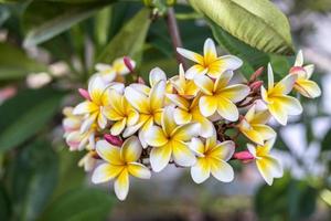 uma vista de perto de um buquê de plumeria branca e amarela florescendo lindamente. foto