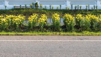 lindas flores de calêndula ao longo do caminho. foto