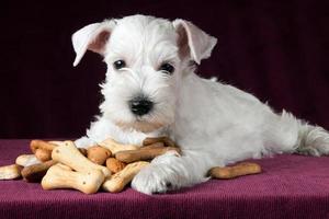 filhote de cachorro com ossos de biscoitos de cão foto