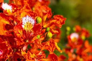 flam-boyant, a árvore das chamas, real poinciana. foto