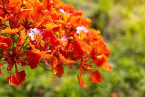 flam-boyant, a árvore das chamas, real poinciana. foto