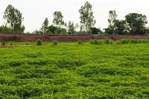 ver as culturas de feijão verde cultivadas para cobrir o solo. foto