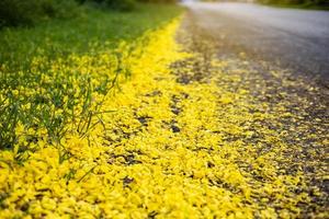 fístula de cássia, árvore de chuva dourada misturada com grama na estrada. foto