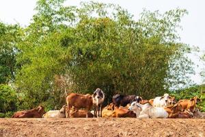 um grupo de gado no chão perto de um bambuzal. foto