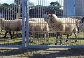 ovelhas atrás de um portão de metal em um grande parque de energia solar. foto