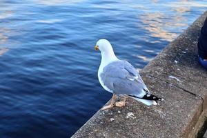 gaivota faminta em uma parede de cais do porto em kiel, alemanha. foto