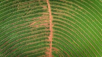 vista aérea do campo de plantação de cana-de-açúcar com luz do sol. agroindustriais. foto