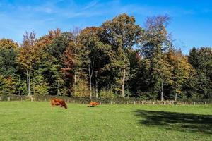 vacas marrons pastando no prado verde contra o fundo da floresta de outono. foto
