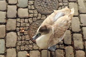 cisne andando em um caminho de paralelepípedos perto da água em um porto na alemanha foto