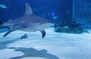tubarão de banco de areia no tropicarium budapeste